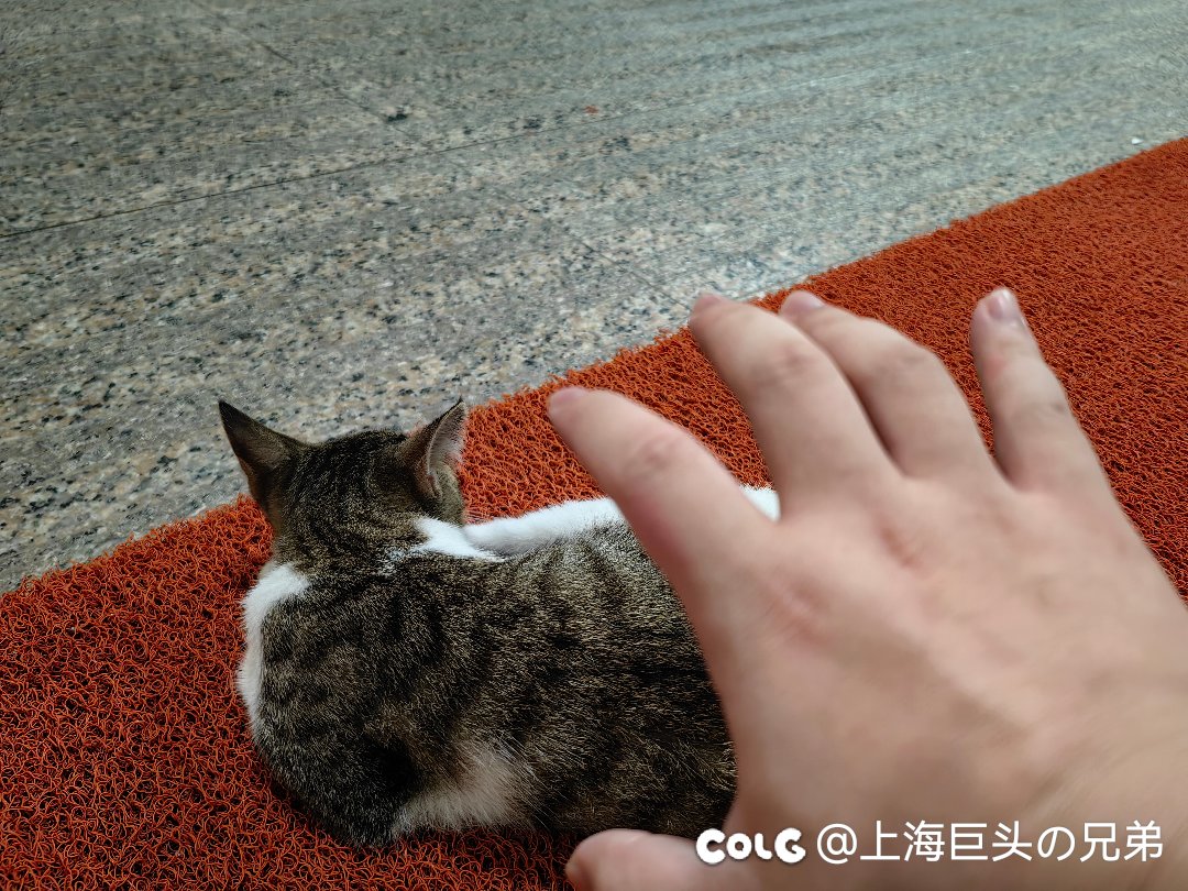 今日猫猫8.301