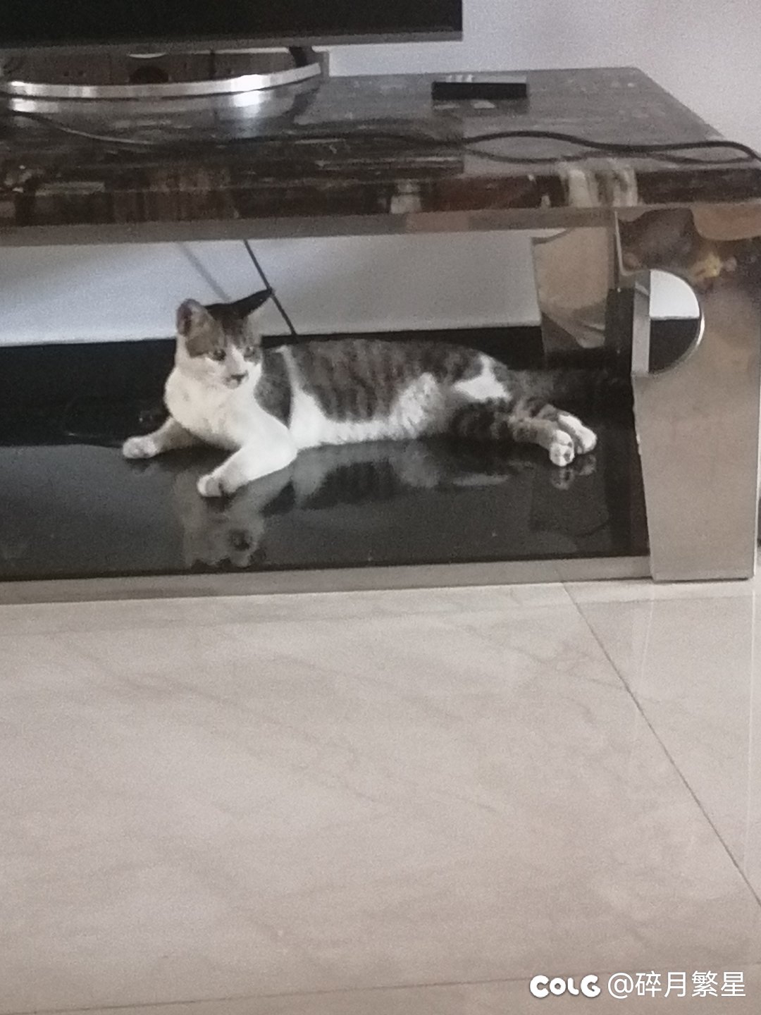 晒晒以前家里的蠢猫1