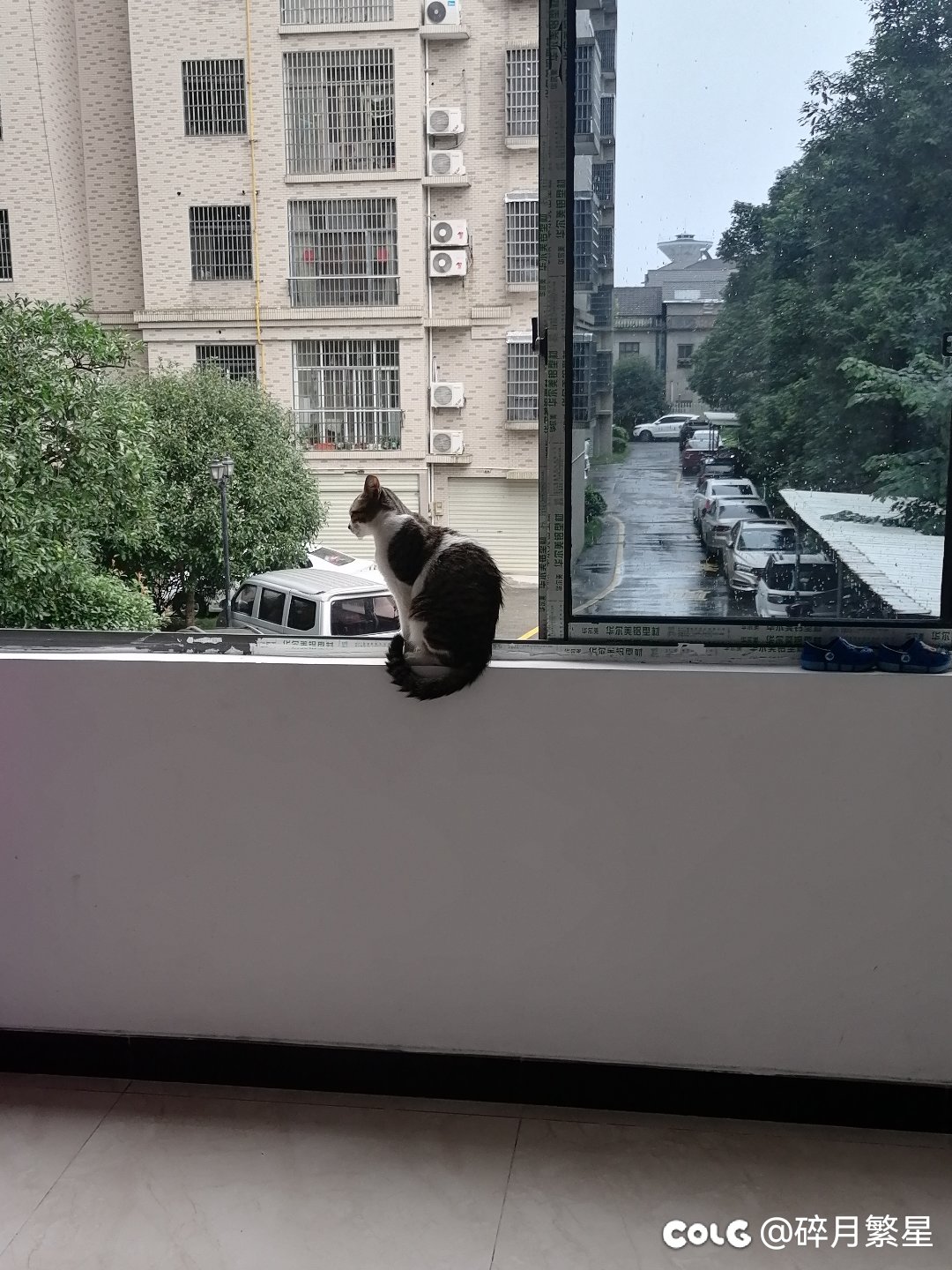 晒晒以前家里的蠢猫2