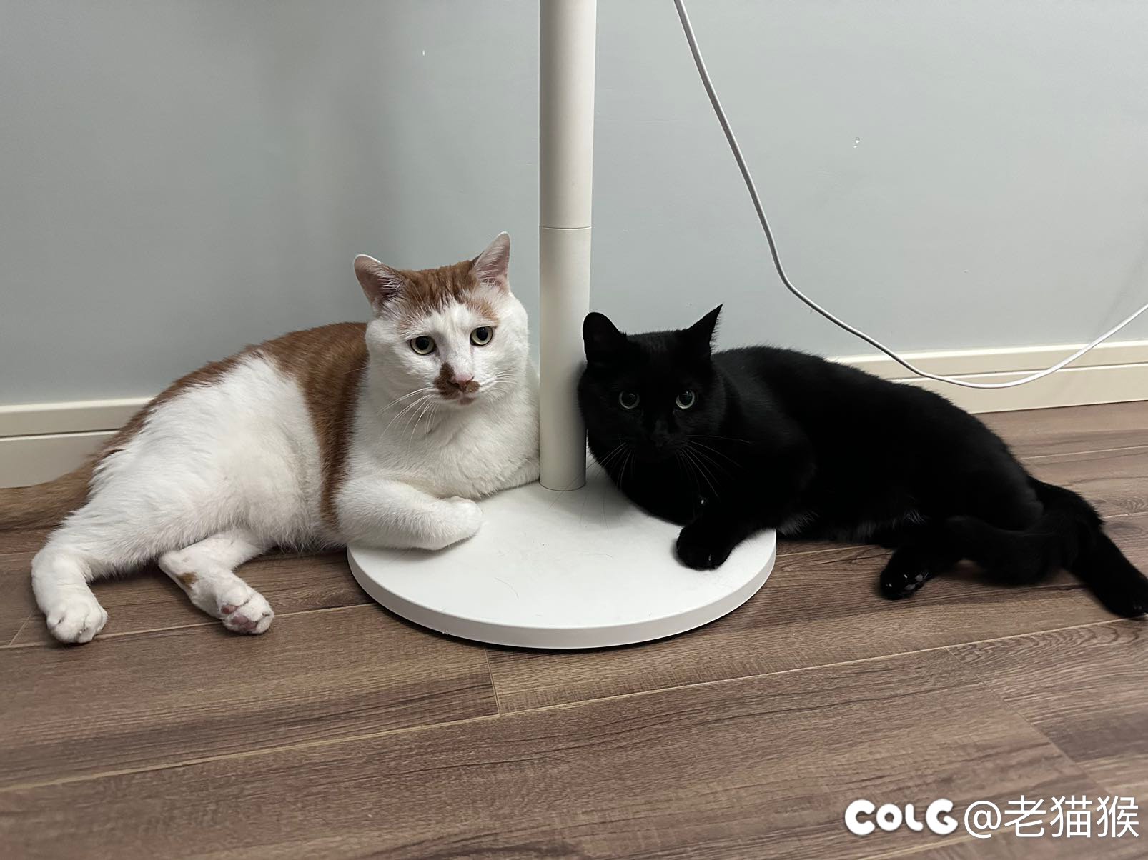 胖咪和小黑………1