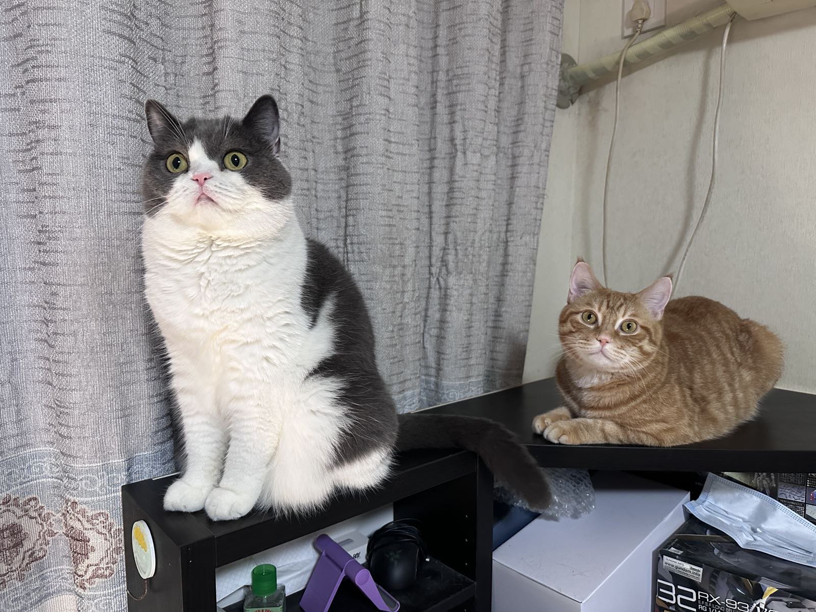 又是猫猫陪我过得一个周末1