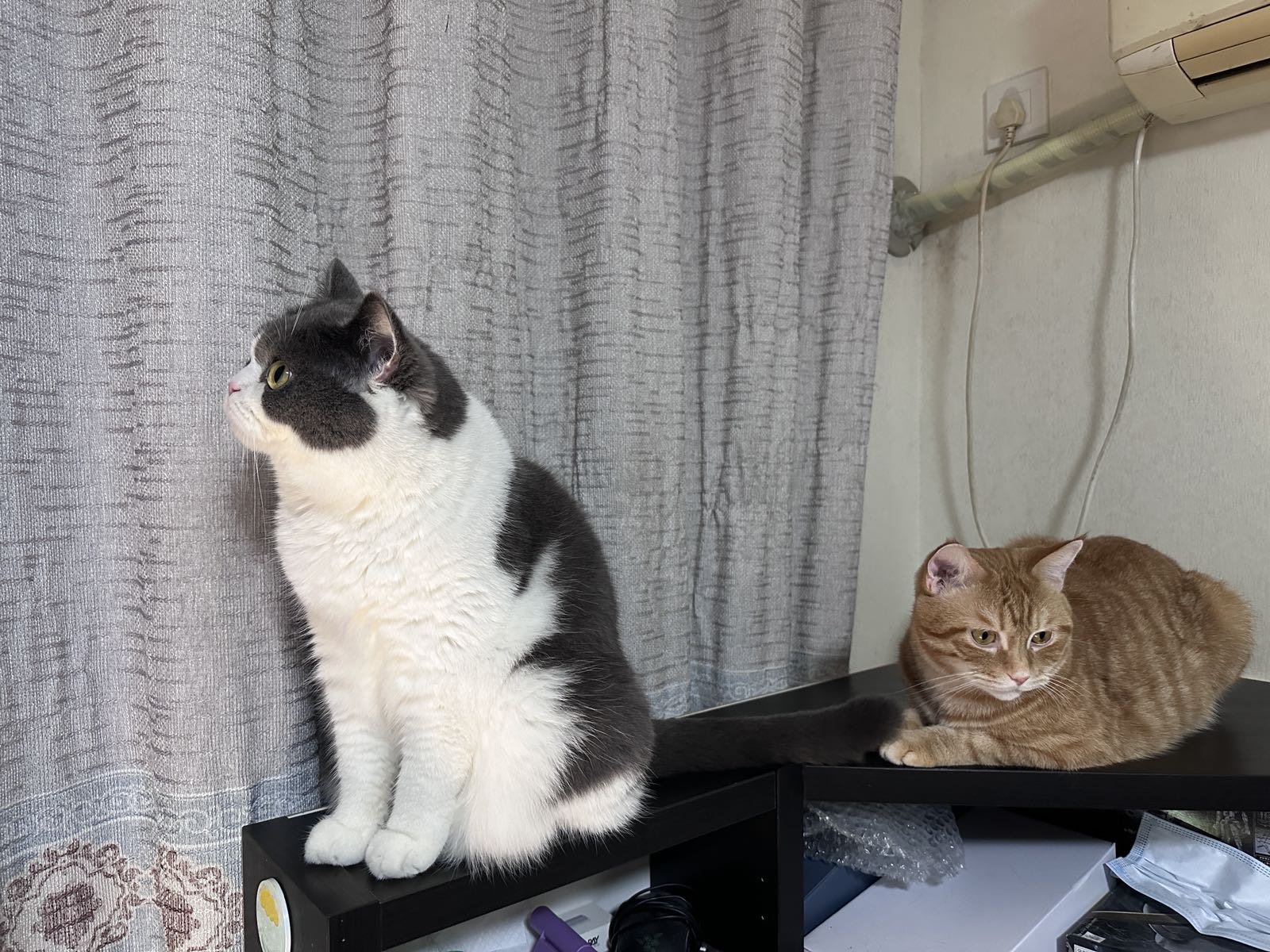 又是猫猫陪我过得一个周末2