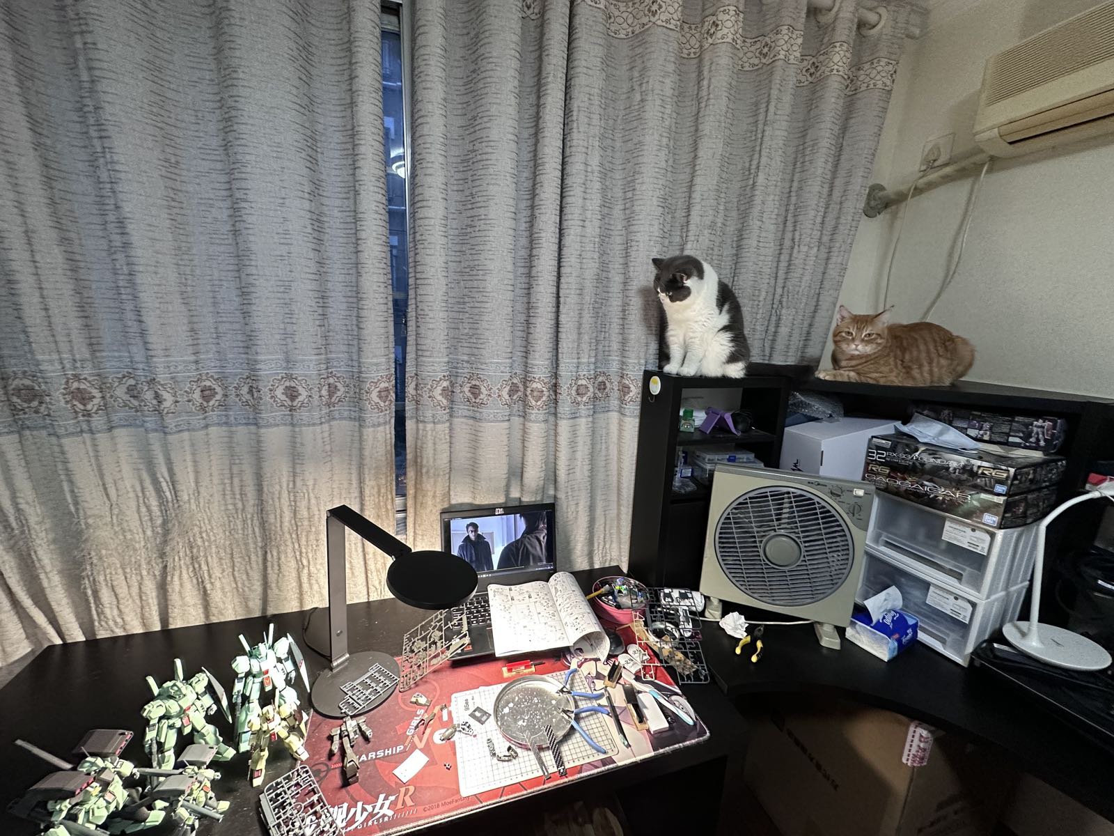 又是猫猫陪我过得一个周末3