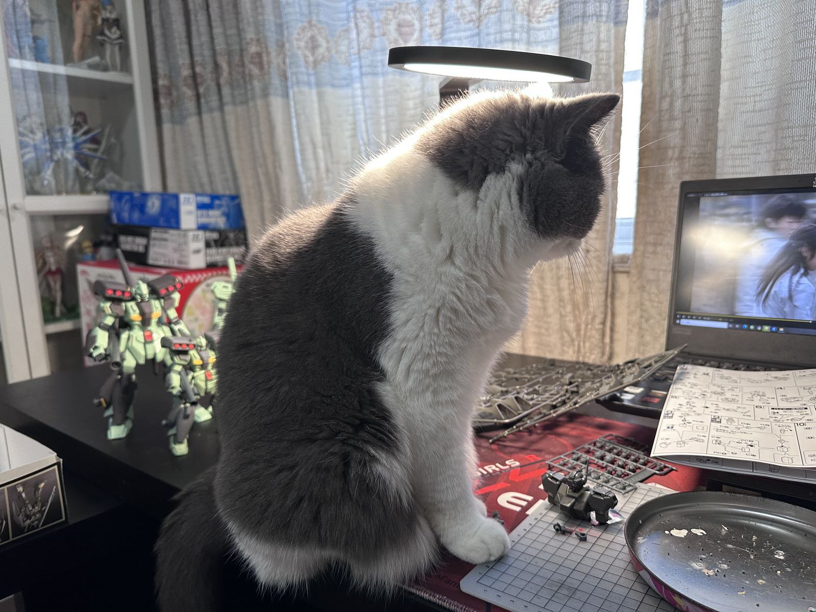 又是猫猫陪我过得一个周末4