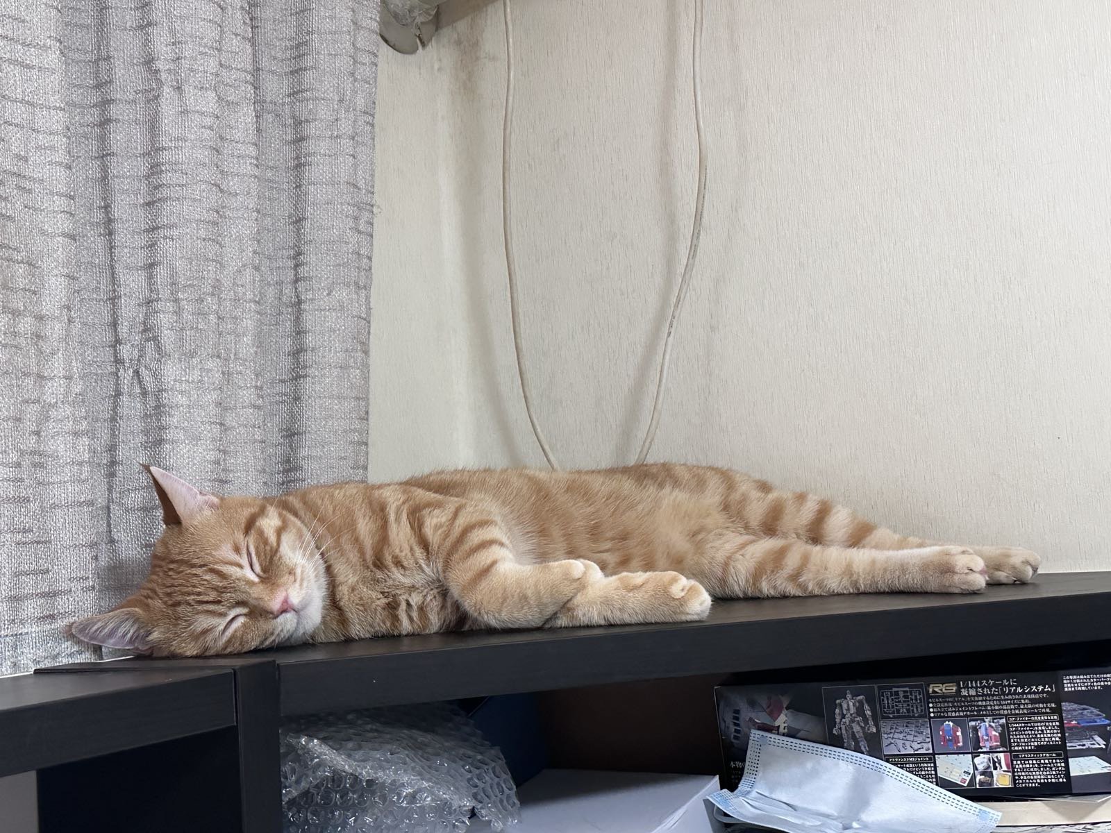 又是猫猫陪我过得一个周末6