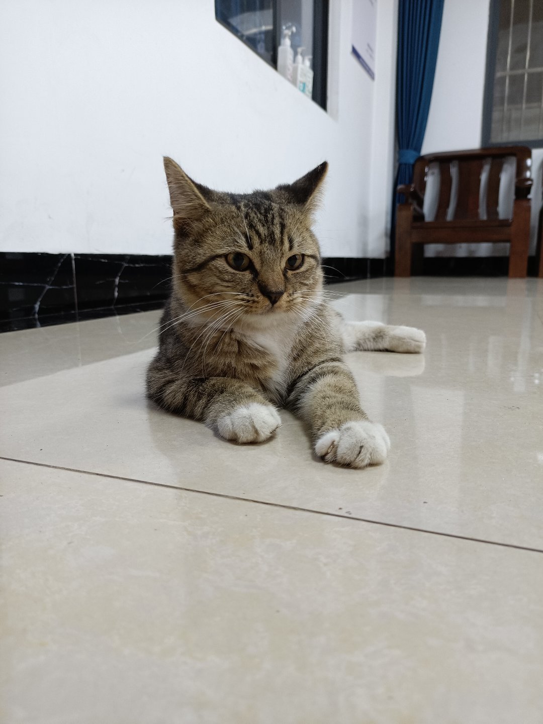 今日猫猫1