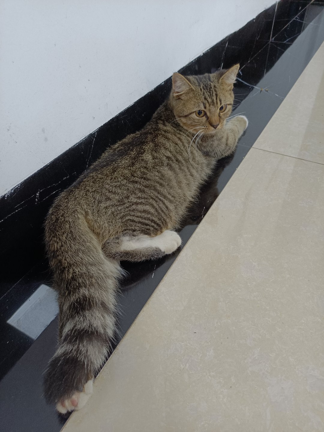 今日猫猫2