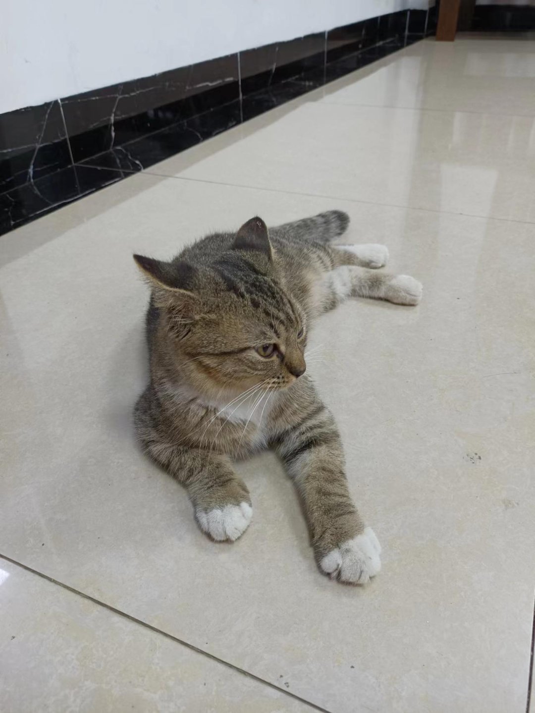 今日猫猫3