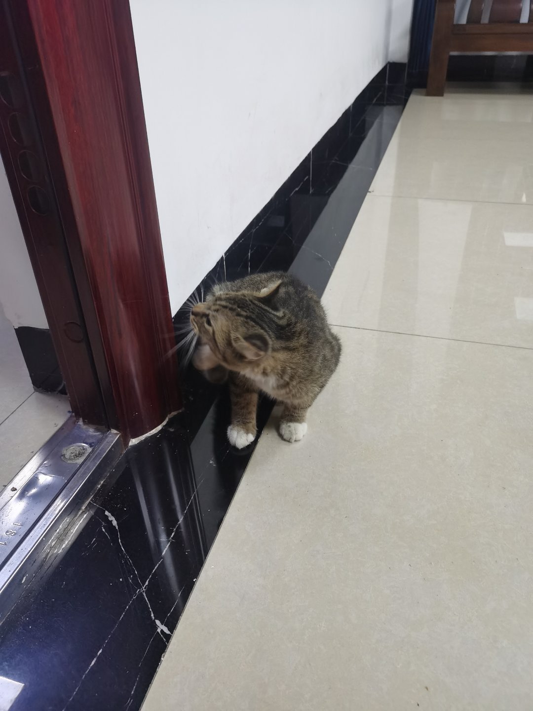 今日猫猫4
