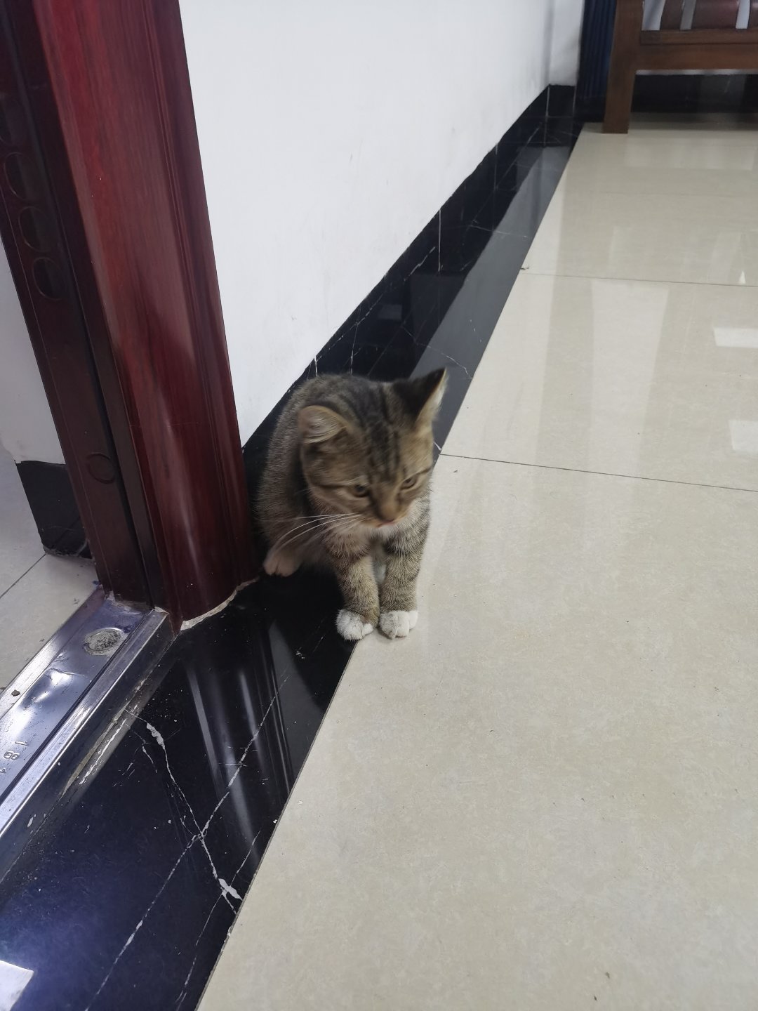 今日猫猫5
