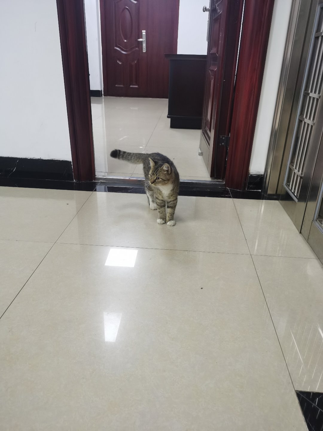 今日猫猫6