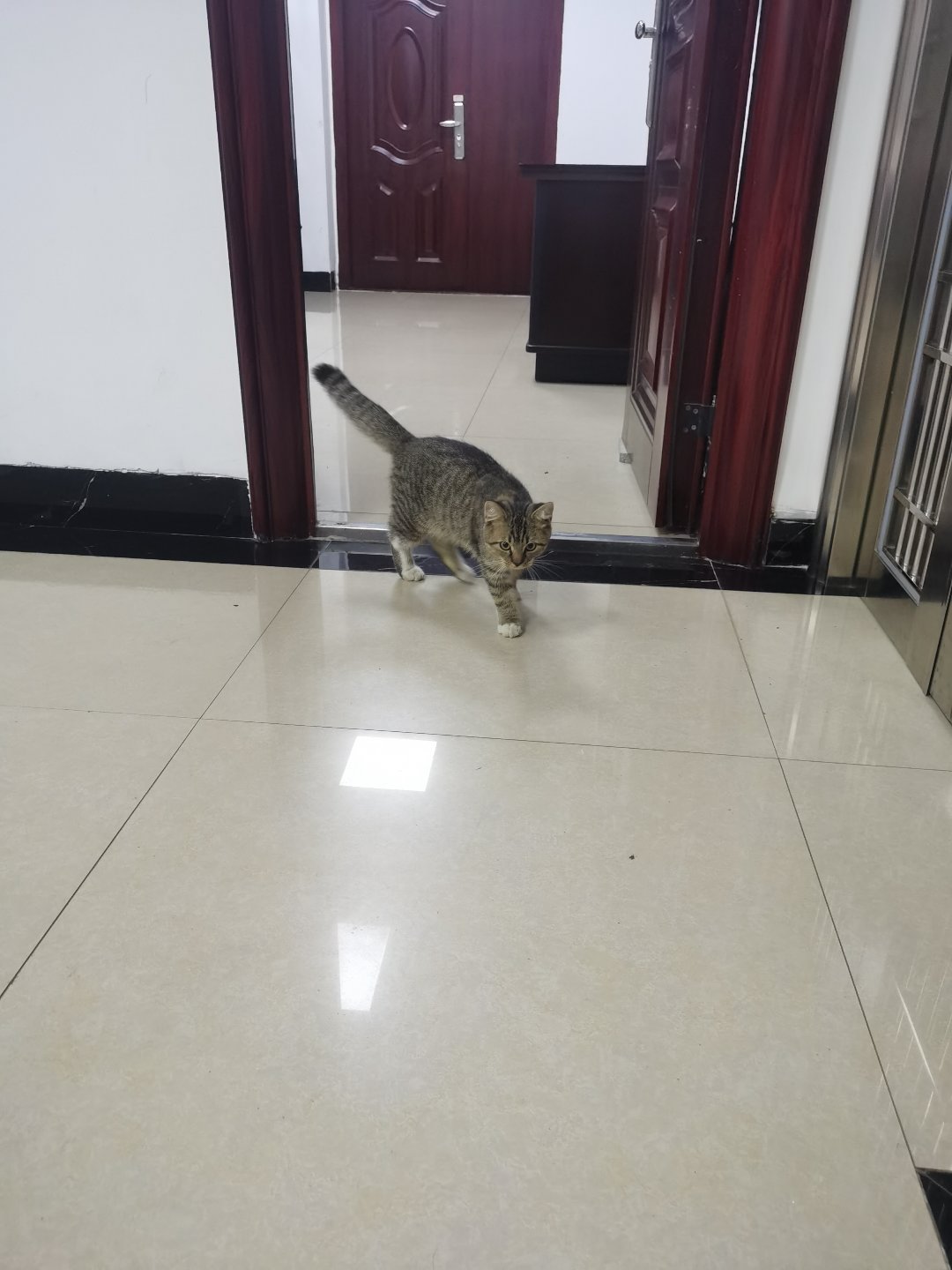 今日猫猫7