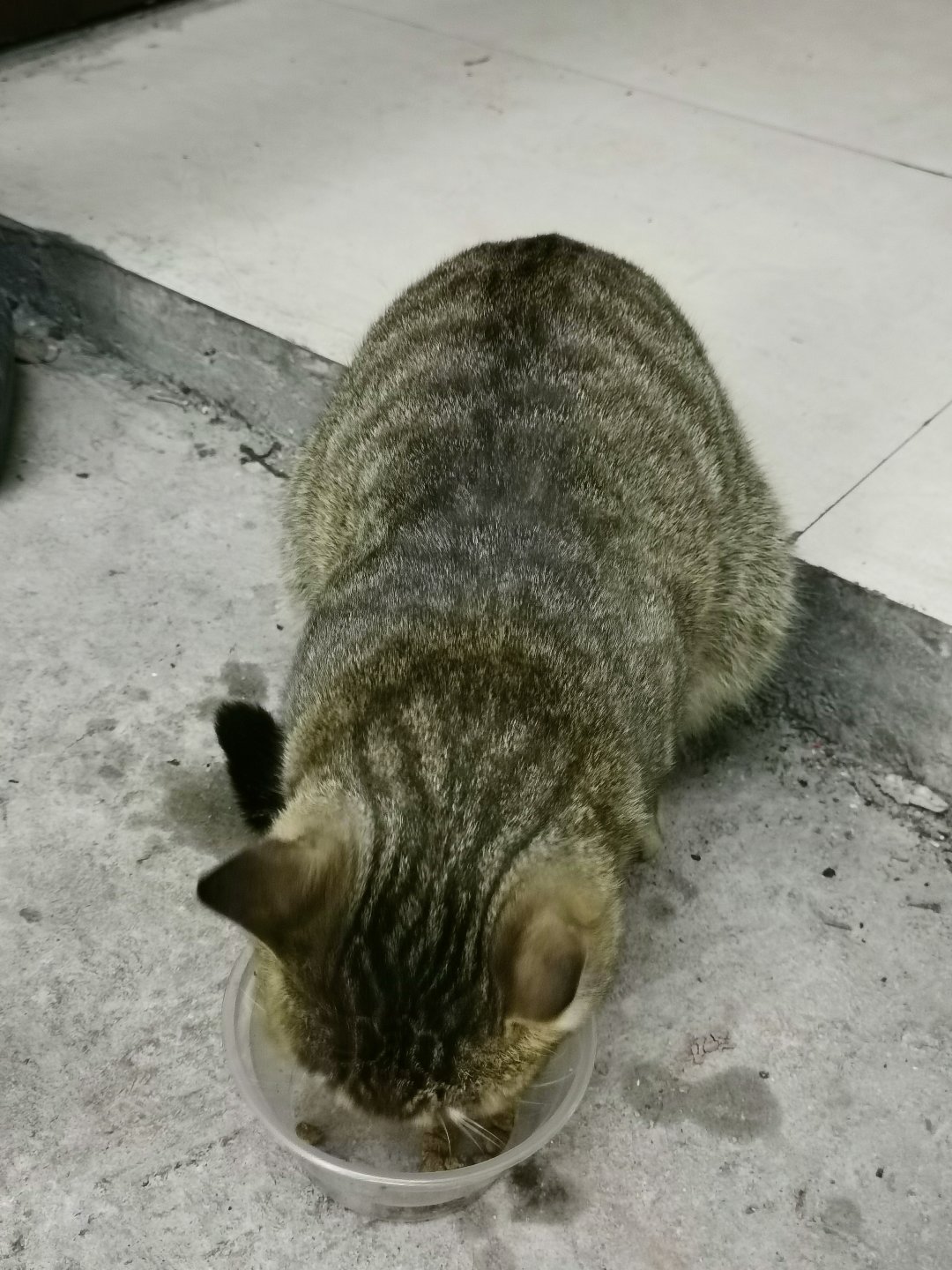 今日猫猫8