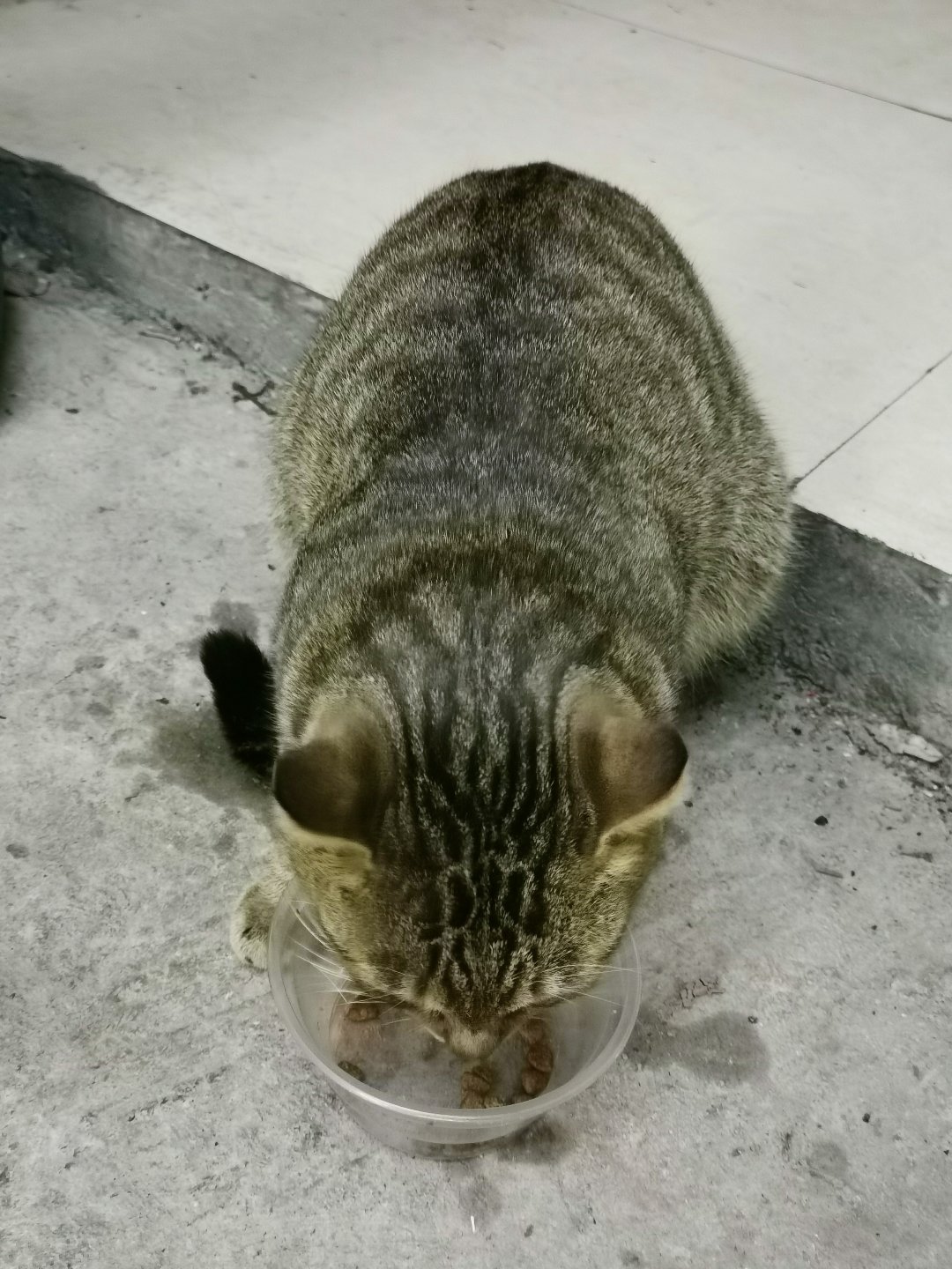 今日猫猫9