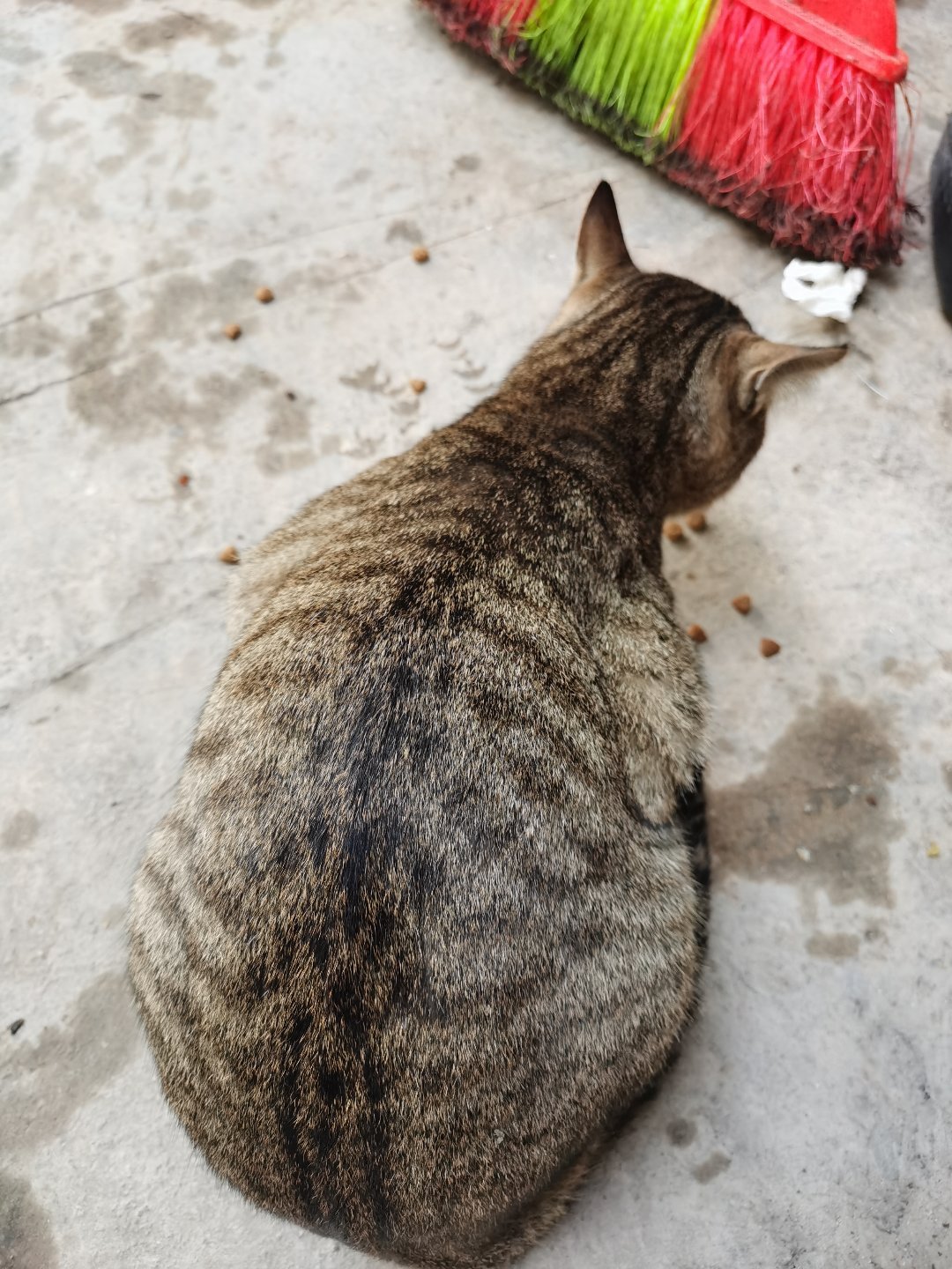 今日猫猫10