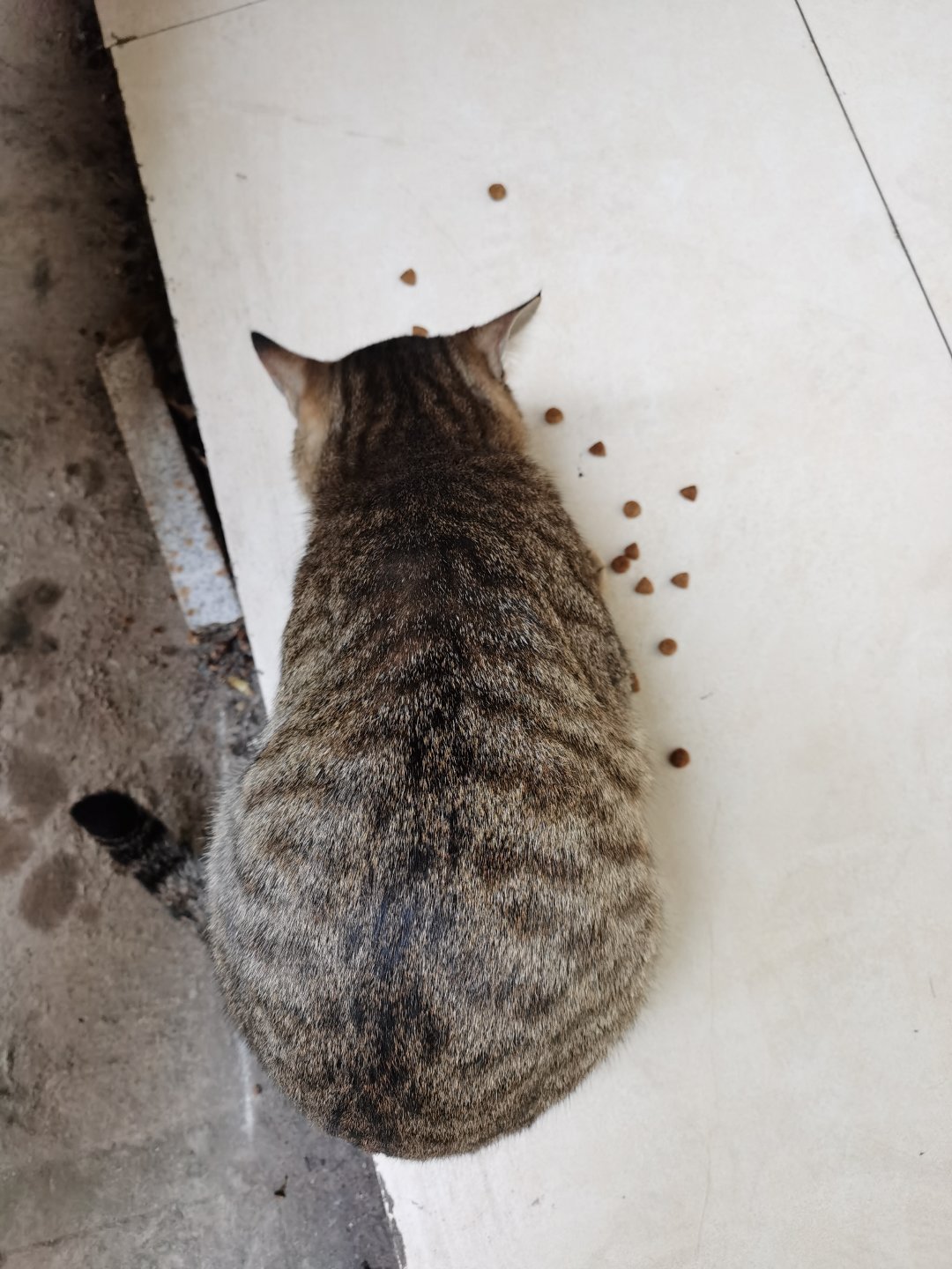 今日猫猫11