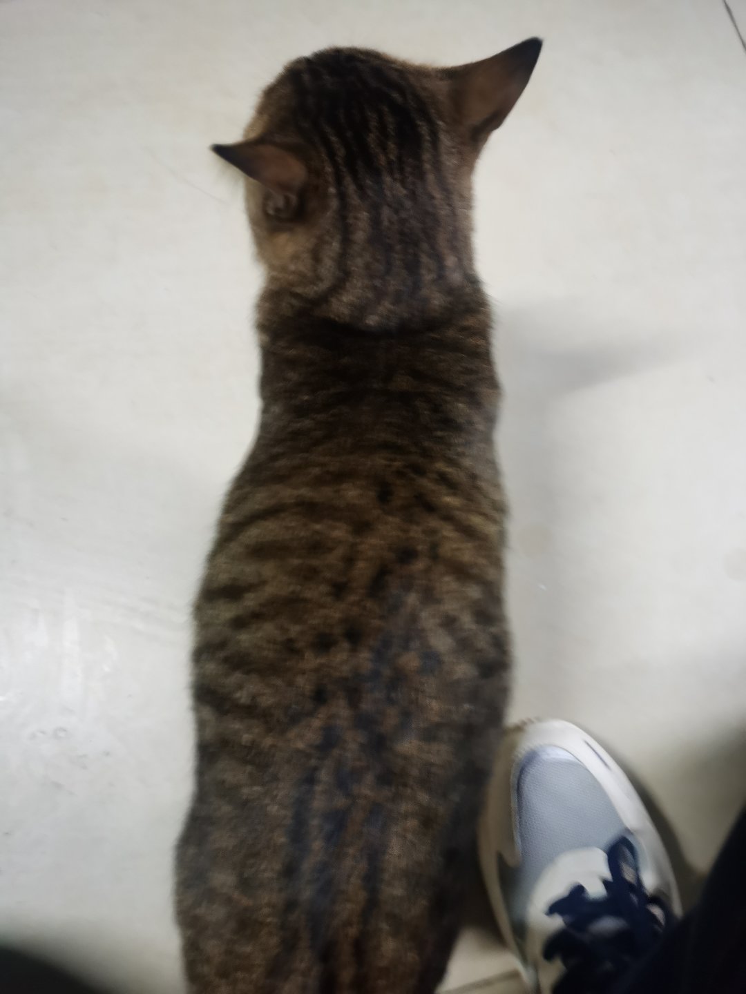 今日猫猫12