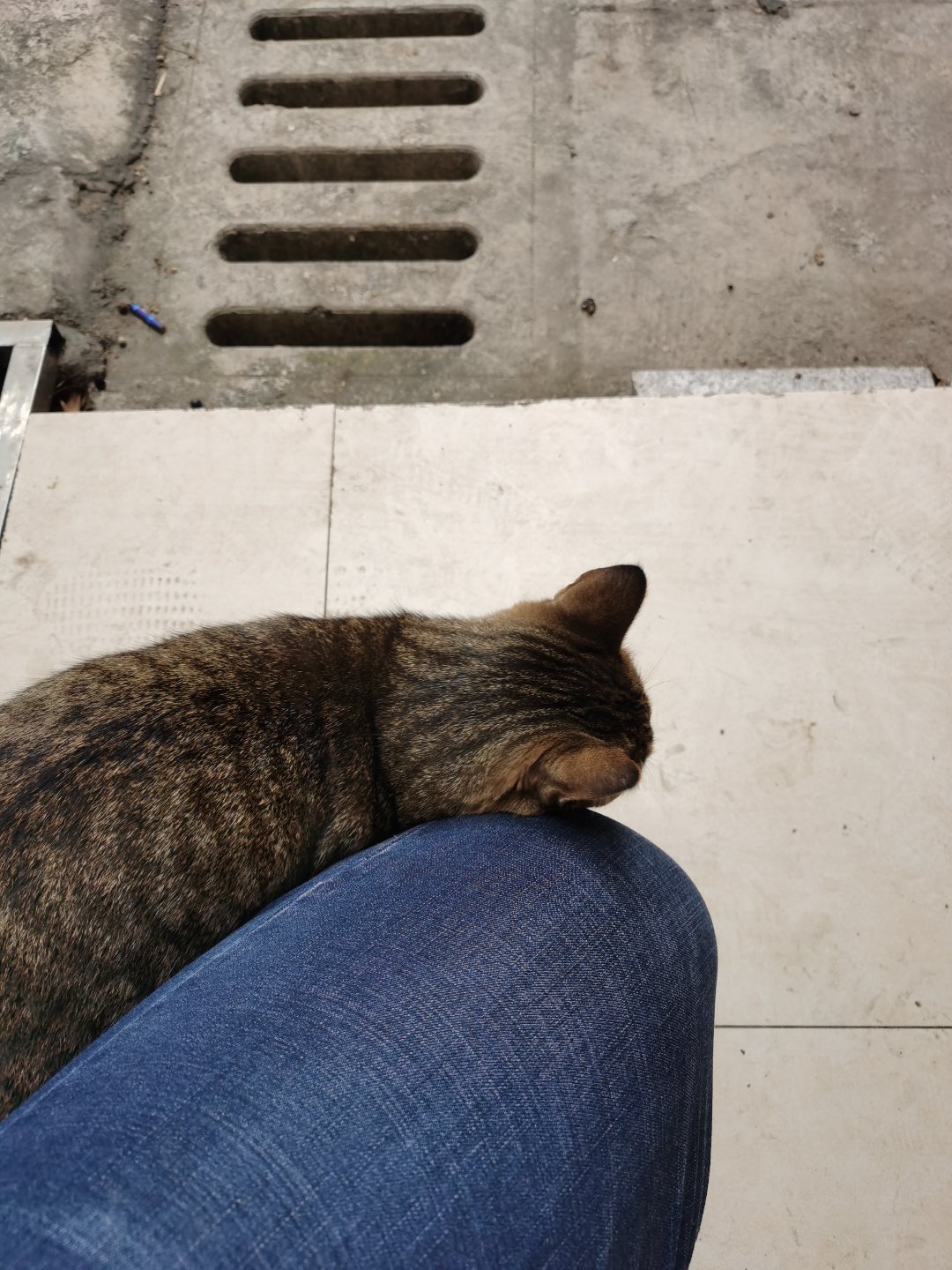 今日猫猫13