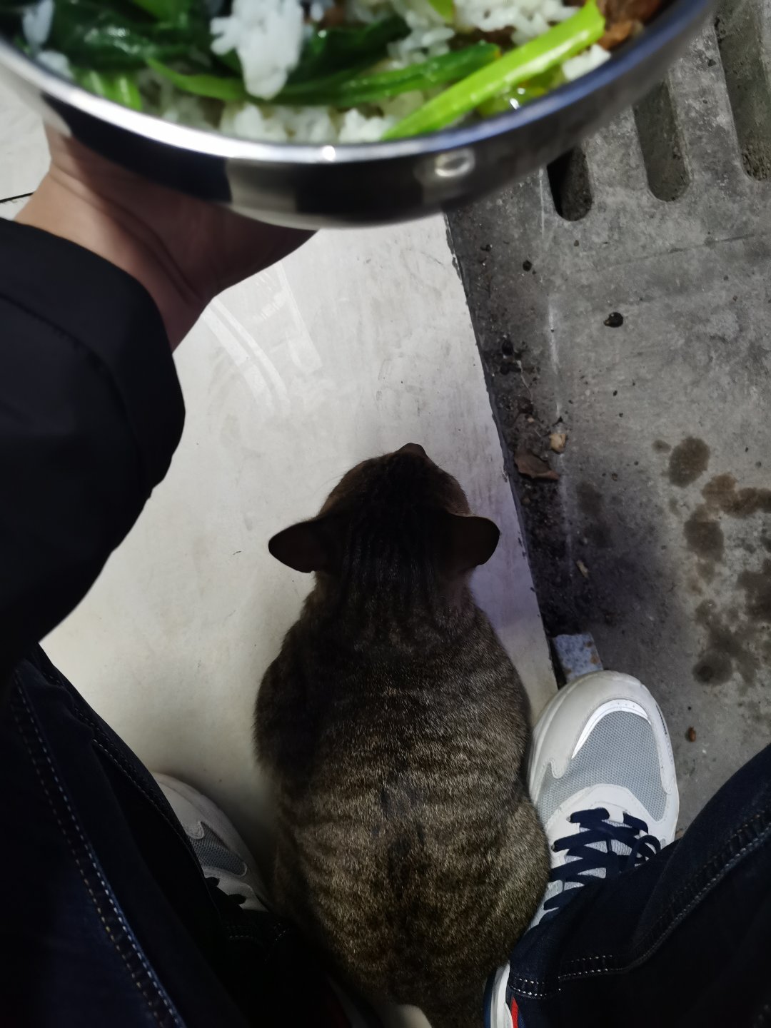 今日猫猫14