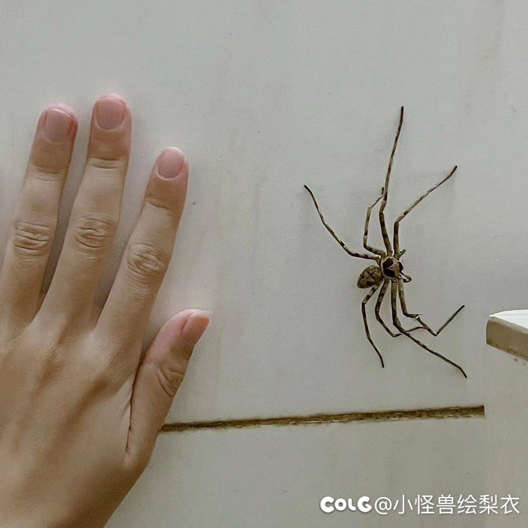 不知道会不会进化1