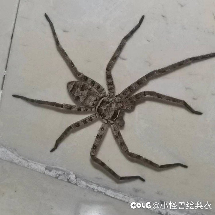 不知道会不会进化2