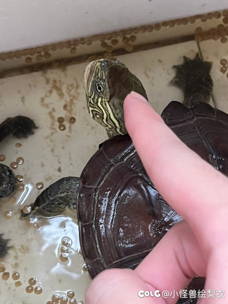 摸下龟龟头1