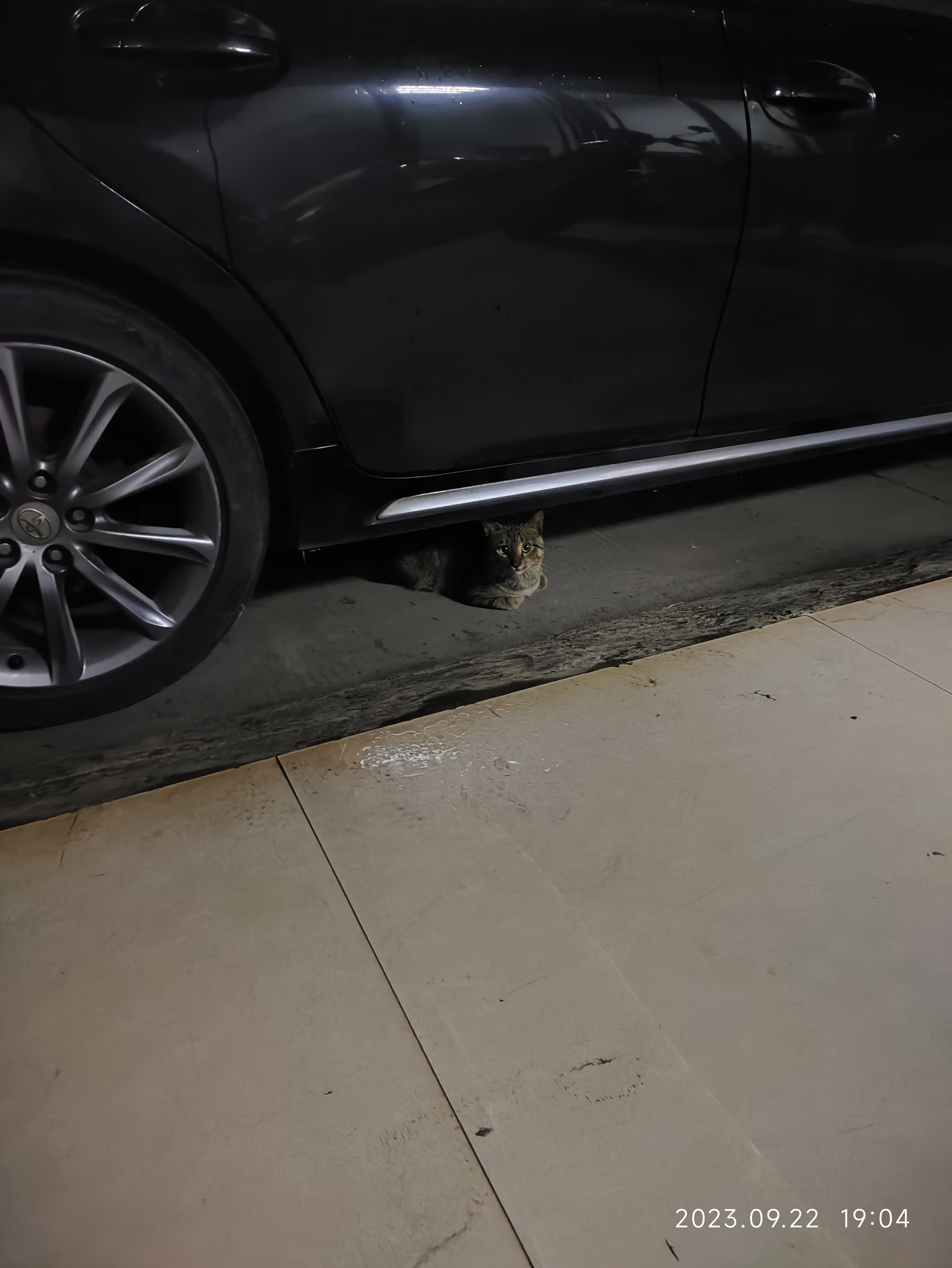 第一只让我心动的猫猫1