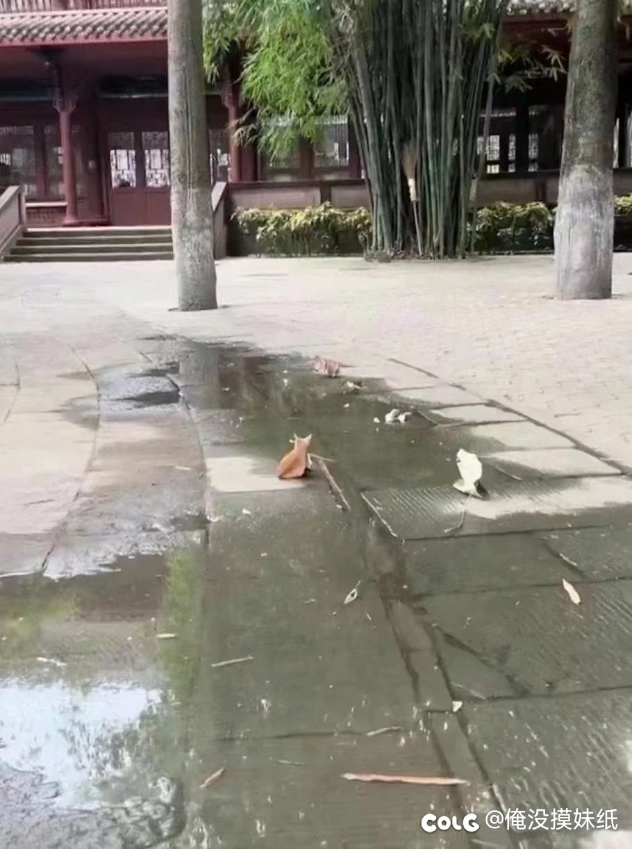 看~  猫     和 老鼠……1