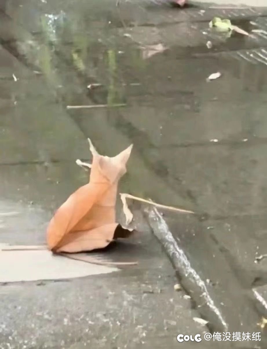 看~  猫     和 老鼠……2