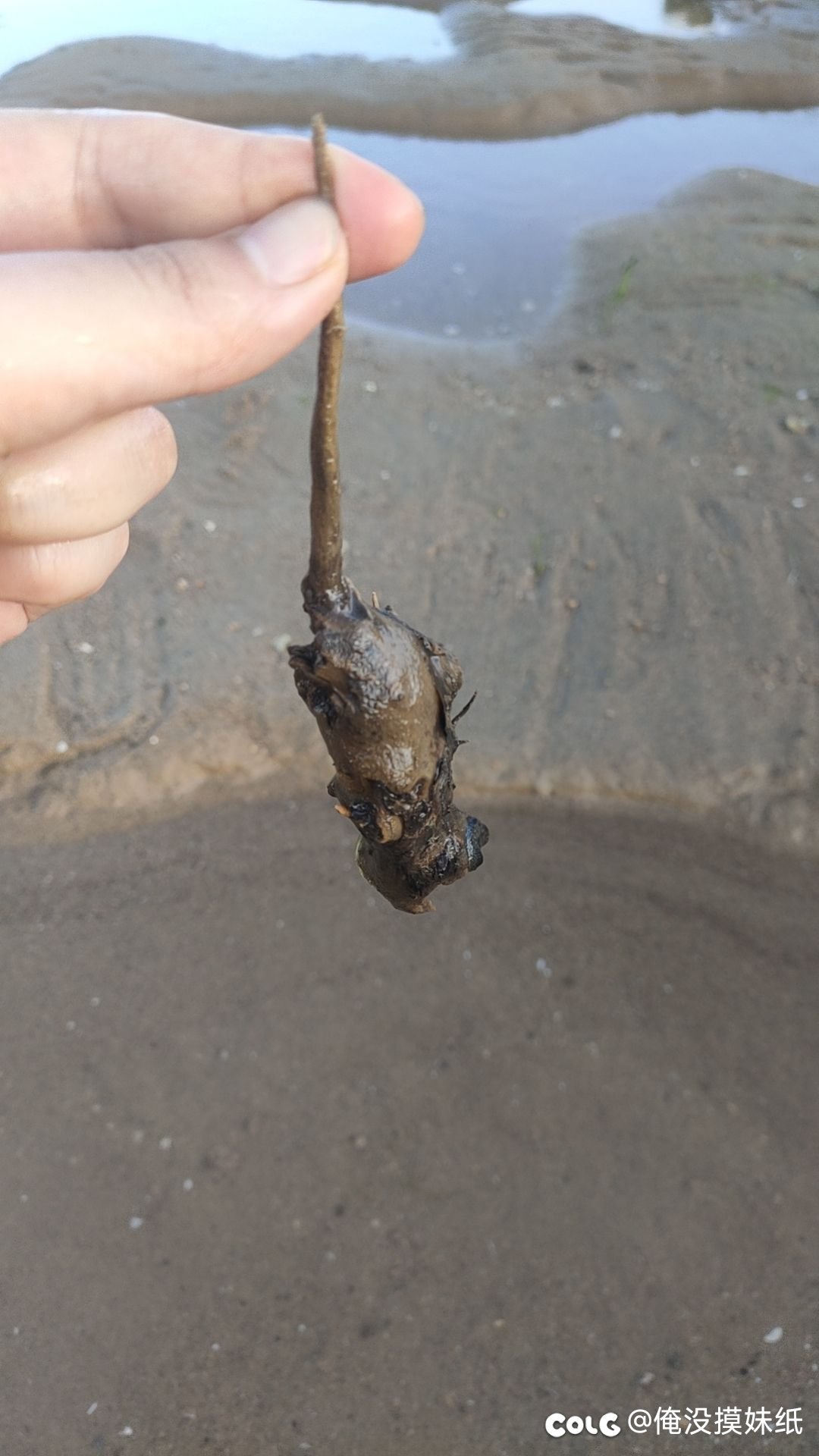 看~  猫     和 老鼠……3