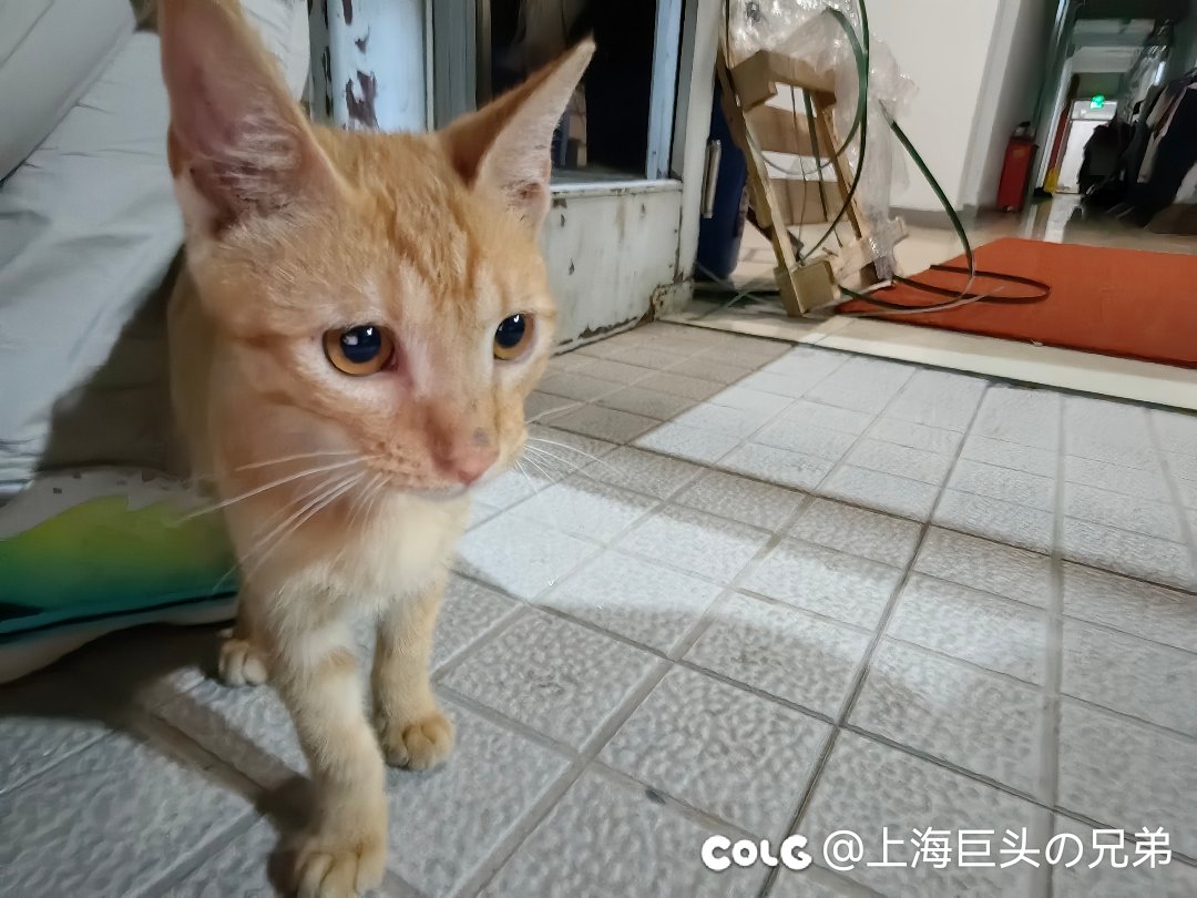 今日猫猫9.21