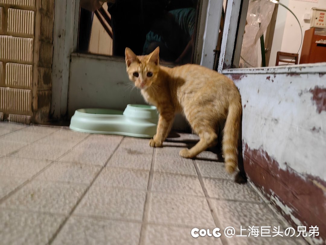 今日猫猫9.25