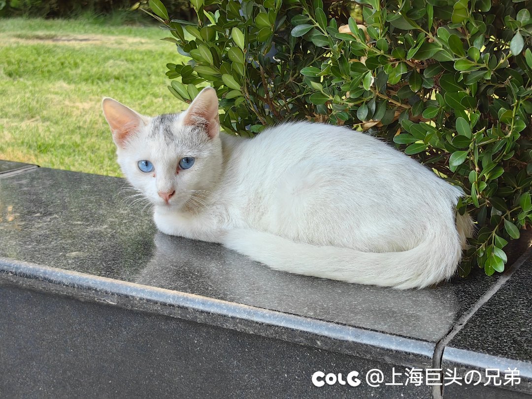 今日猫猫9.105