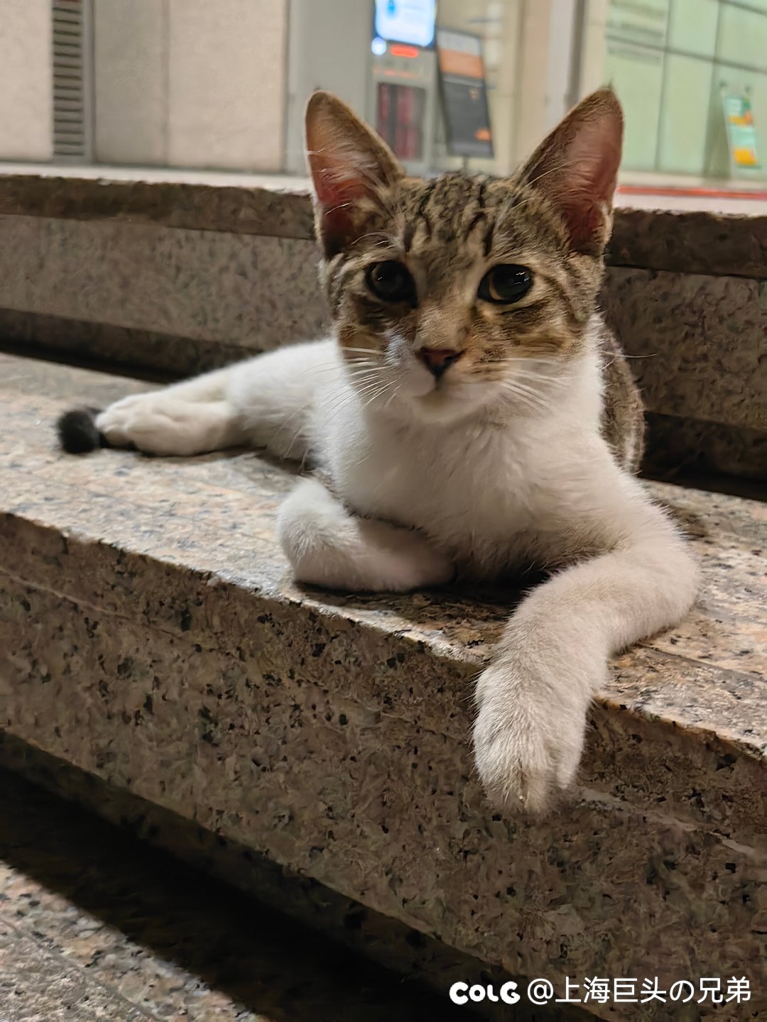 今日猫猫9.101