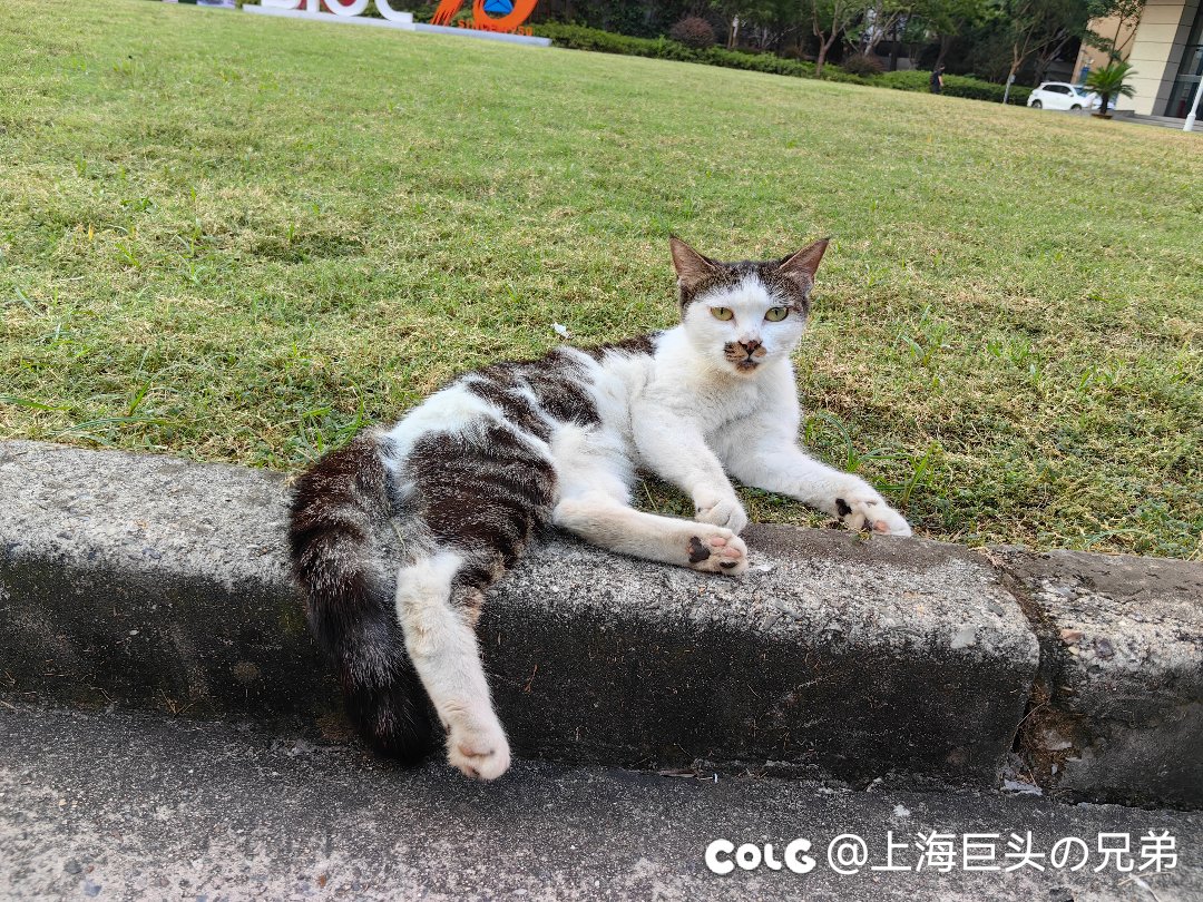 今日猫猫9.181