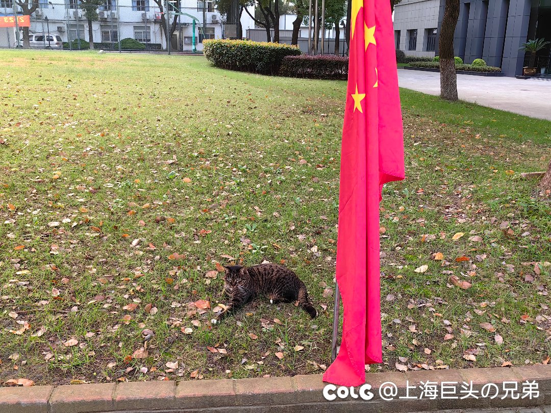 今日猫猫9.291