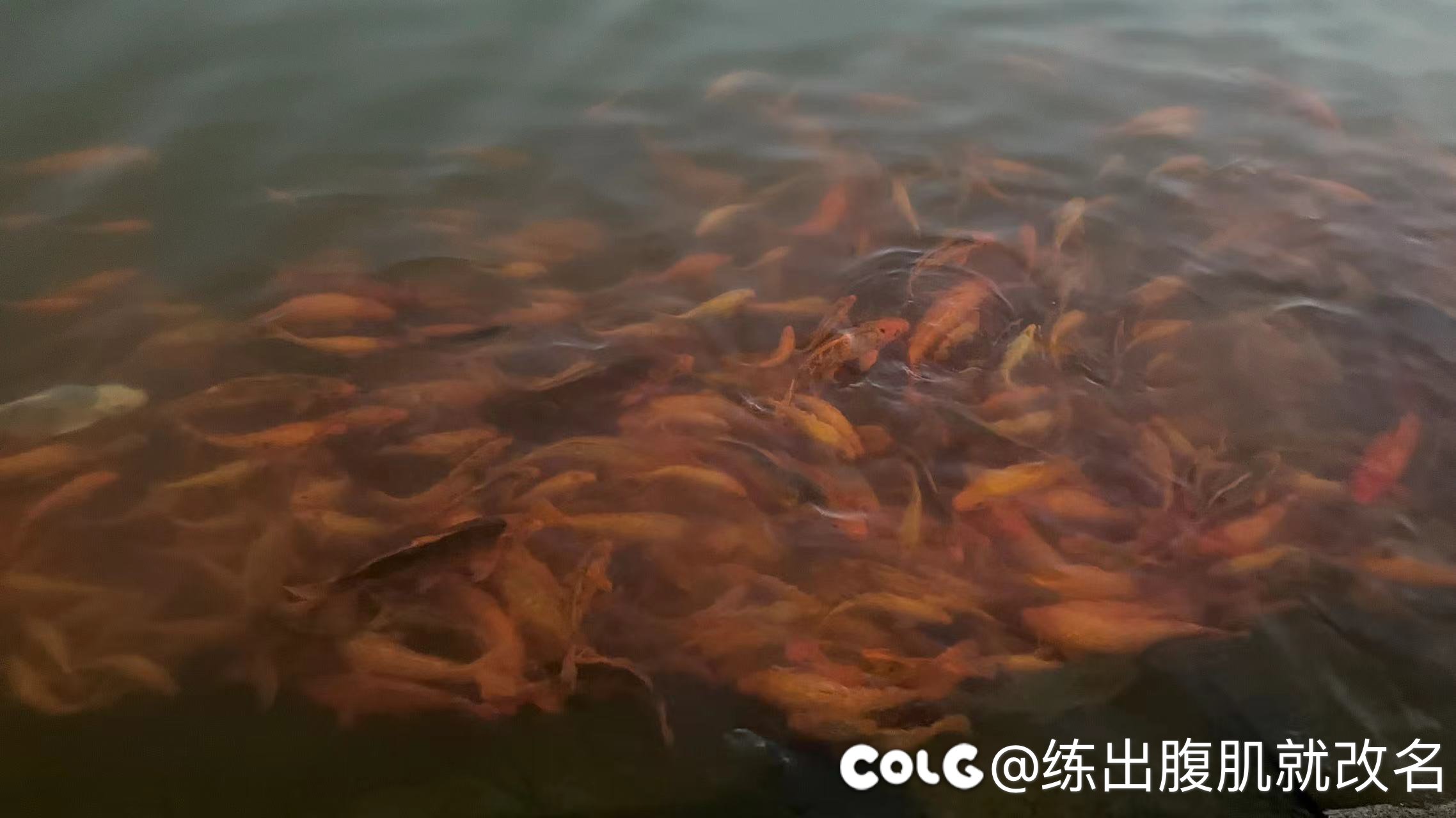看看月亮哈3