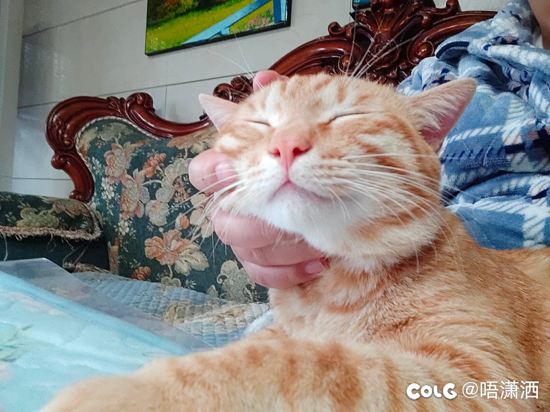 水猫贴2