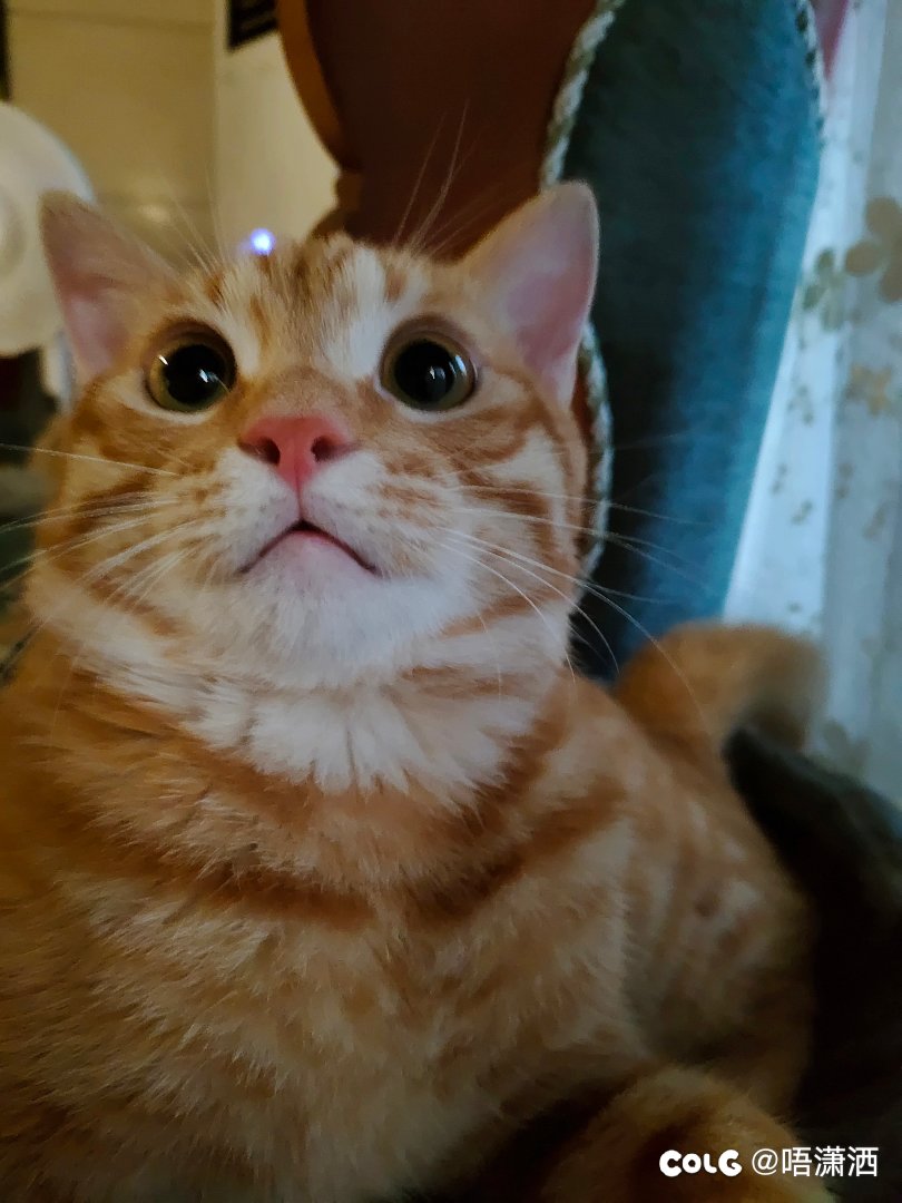 今日水猫混分贴1