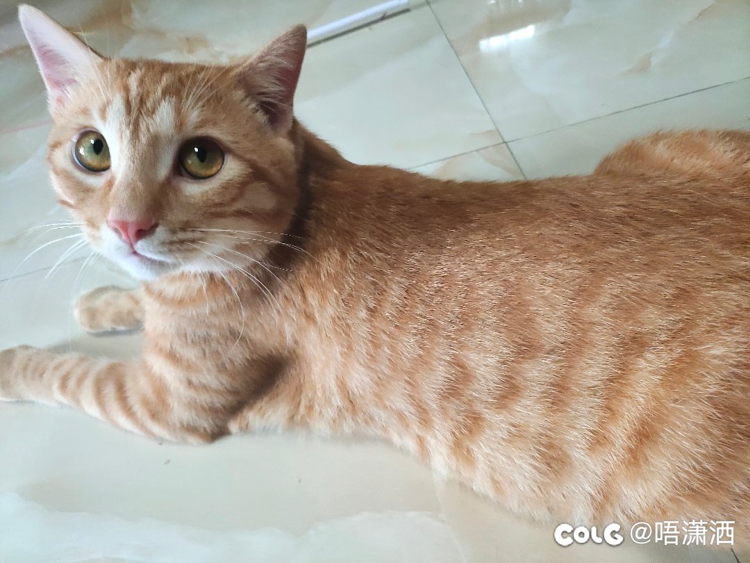今日水猫混分贴2
