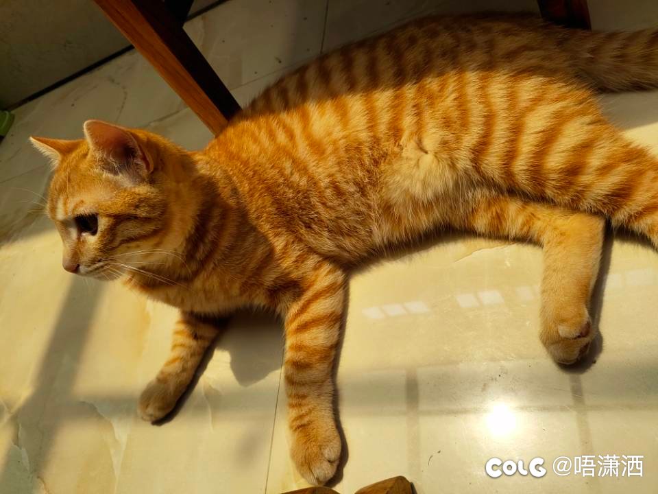 水猫混分贴：至今为止拍的最有感觉的橘座照1