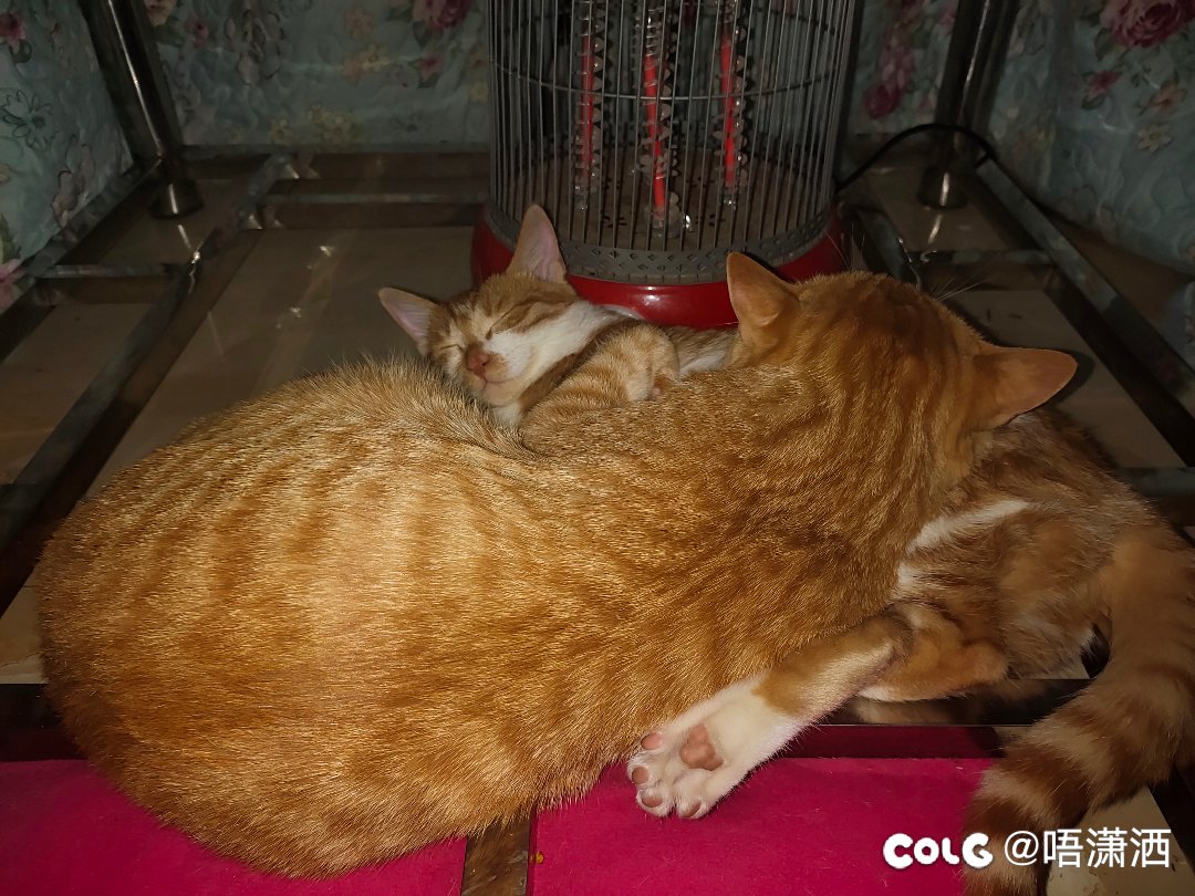水猫混分贴，你是来拉屎的吧1