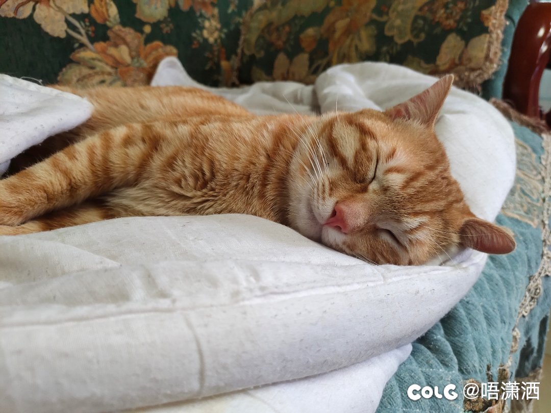 水猫混分贴：各种猫猫睡姿3