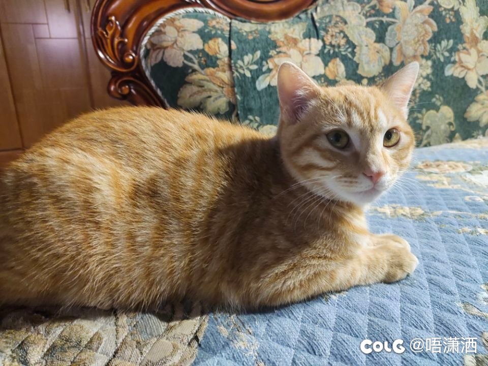 水猫混分贴：撩人2