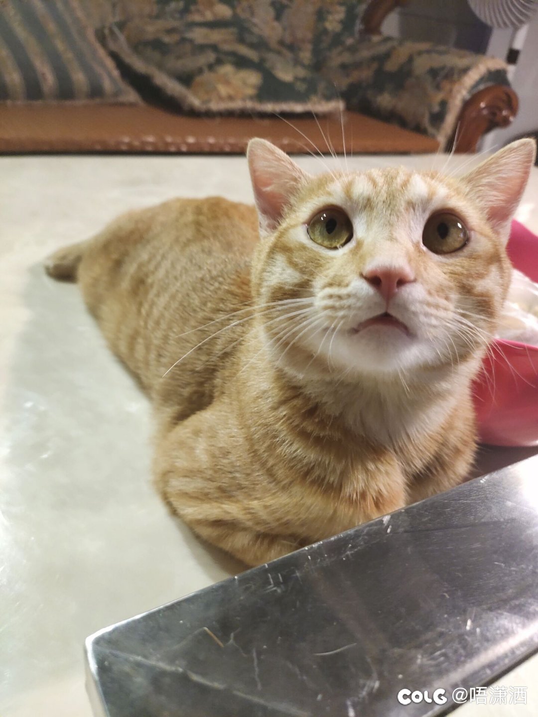 水猫混分贴：撩人3