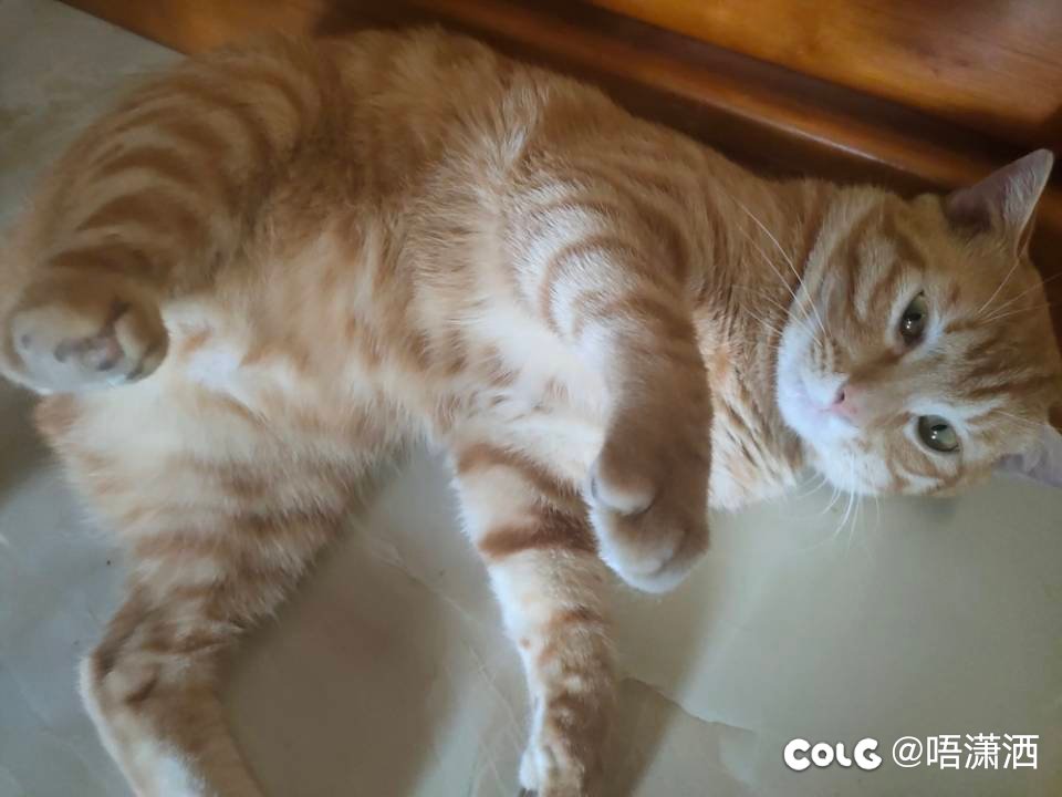 水猫混分贴：撩人4