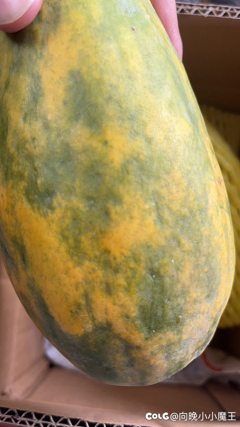 有没有吃过木瓜的集帅1