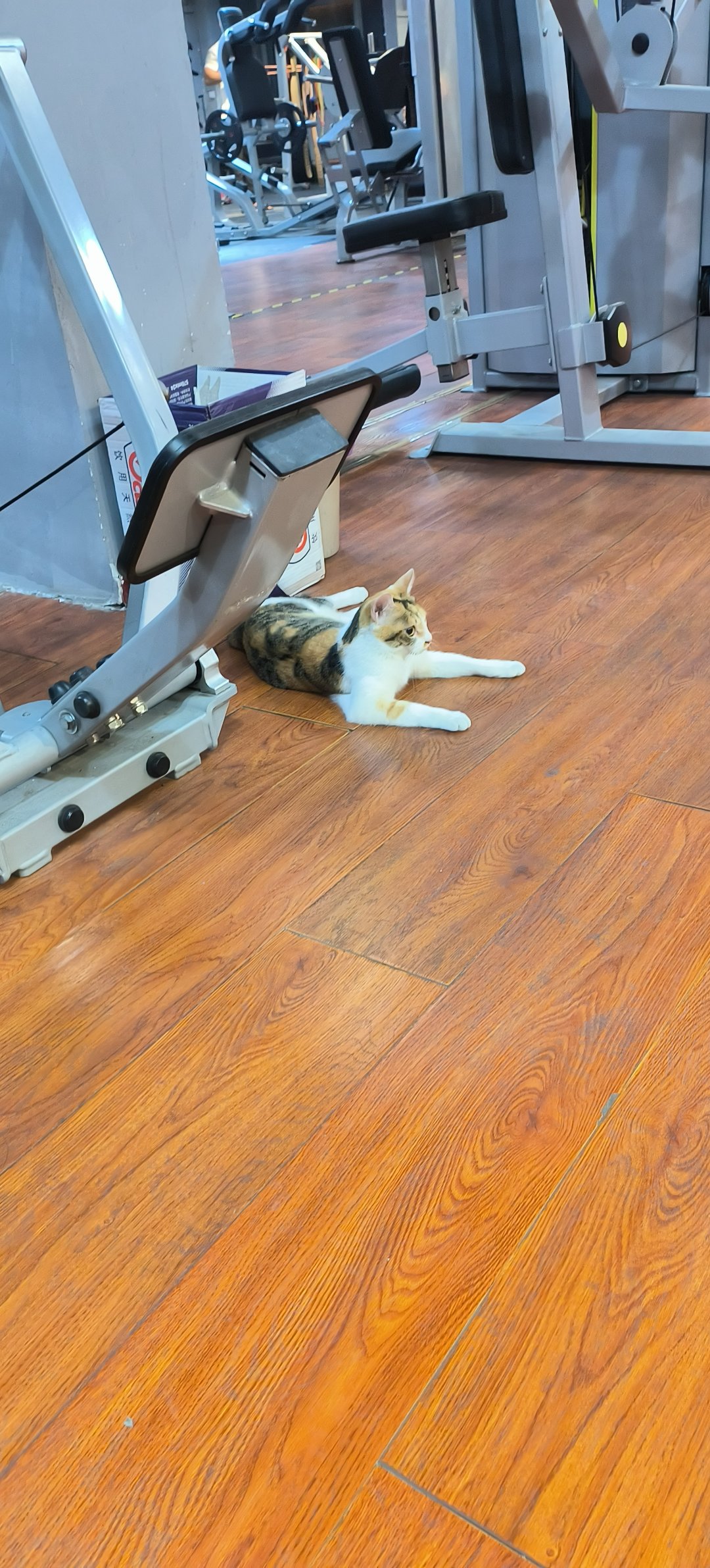 身上长🐱了1