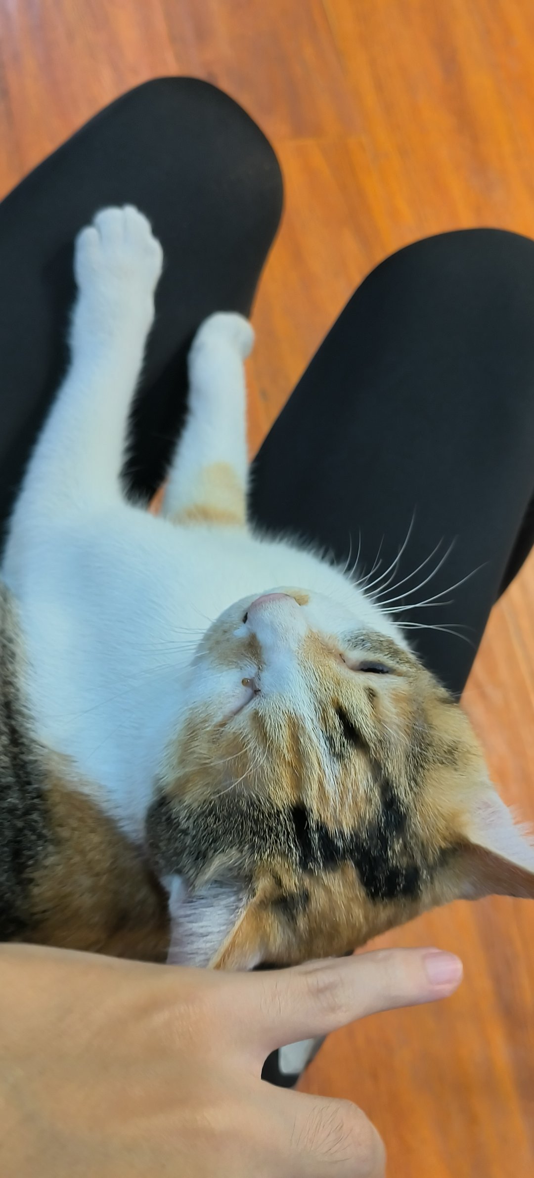 身上长🐱了2