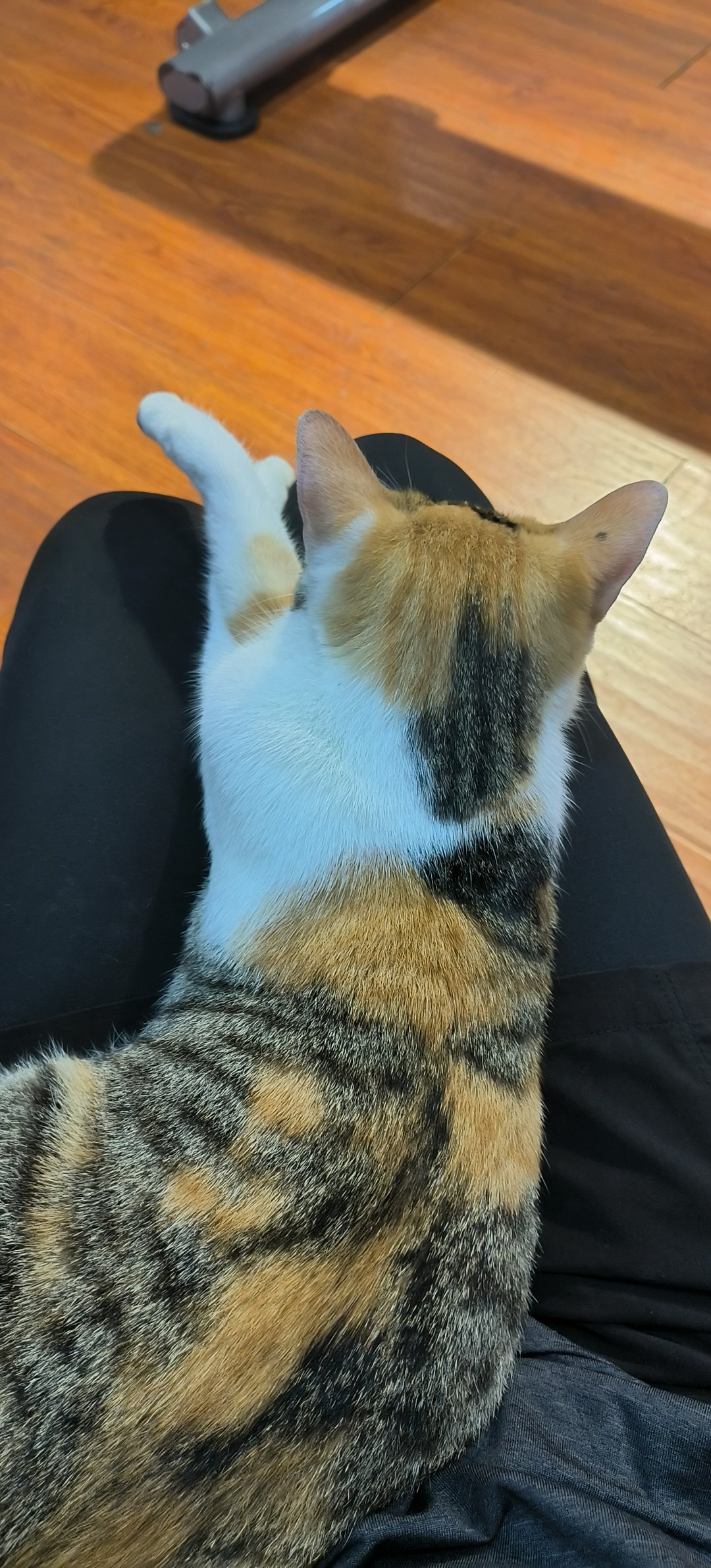 身上长🐱了3